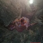 Indian Farmer partially eviscerated by lioness