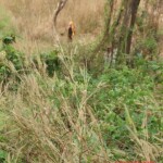 Angelique Charlotte Bulatao