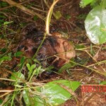 Asian woman found beheaded