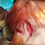 Elderly woman with fatal head injury