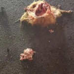 Horrific motorcycle accident claimed lives of couple