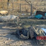 Fallen Ukrainian soldiers