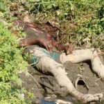 Man's headless body found in wooded area