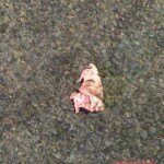 Pedestrian's head gets completely crushed