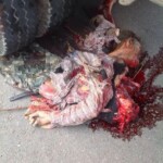 Thai senior crushed by truck