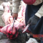 Traditional Tibetan sky burial