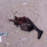 Two ripped apart female suicide bombers