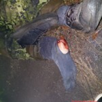 Unlit pedestrian hit and killed by car