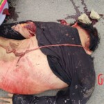 Cambodian motorcyclist crushed to death