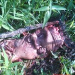 Indonesian woman torn apart by train