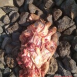 Indonesian woman torn apart by train