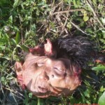 Indonesian woman torn apart by train