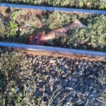 Mutilated corpse of woman found on railway tracks