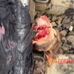 22-year-old Russian woman commits suicide by train