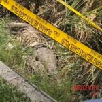 Dead body of woman found submerged in rice field mud