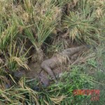 Dead body of woman found submerged in rice field mud