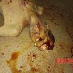 Deranged patient brutally murdered another patient in hospital