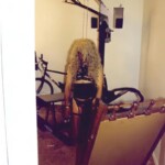 Deviant transvestite accidentally hanged himself during autoerotic practices