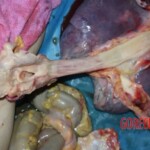 Lungs, intestinal fragment Forensic autopsy with educational annotations