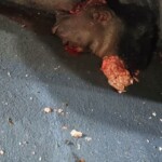 Gangsters beheaded two rivals and displayed their heads in square