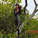 Hanged man in mummified state found in Indonesian forest