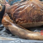 Male body found in rural area of Bahia