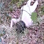 Missing French woman found dead in Romania