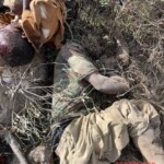 More than 35 ISIS members killed during anti-terrorist operation in Puntland