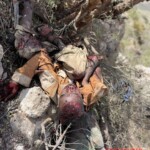 More than 35 ISIS members killed during anti-terrorist operation in Puntland