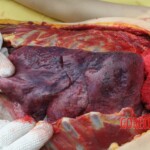 Outdoor examination and autopsy of young Chinese woman