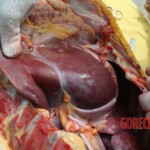 Outdoor examination and autopsy of young Chinese woman