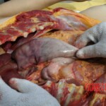 Outdoor examination and autopsy of young Chinese woman