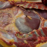 Outdoor examination and autopsy of young Chinese woman