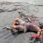 Tied male corpse washed up on shore
