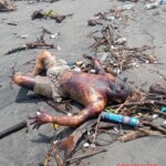 Tied male corpse washed up on shore
