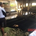 Tied naked female corpse found in water