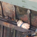 Torso of 19-year-old Venezuelan girl found in Rímac River filter system