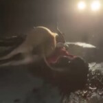 Young man died after crashing his motorcycle into cow