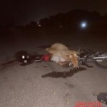Young man died after crashing his motorcycle into cow