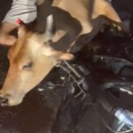 Young man died after crashing his motorcycle into cow