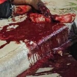 Young man on motorcycle hit and dragged by car