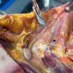 68-year-old woman strangled by almond peeling machine