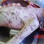 Autopsy of HIV-positive and drug-addicted man