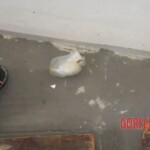 Chinese woman found dead in bathroom due to gas poisoning