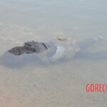 Chinese woman found drowned in lake