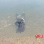 Chinese woman found drowned in lake