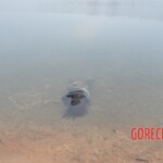 Chinese woman found drowned in lake