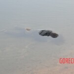 Chinese woman found drowned in lake