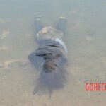 Chinese woman found drowned in lake