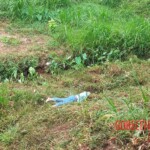 Dead body of man found under highway bridge